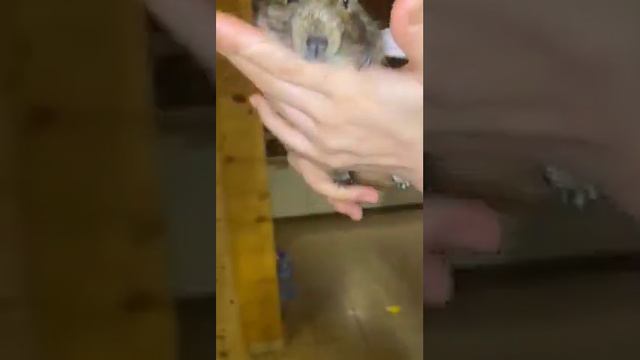 Костюм Чипа на Хеллоуин смотреть онлайн
