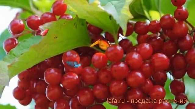 Калина красная Таежные рубины (taezhnye rubiny) ? обзор: как сажать, саженцы калины Таежные рубины смотреть онлайн