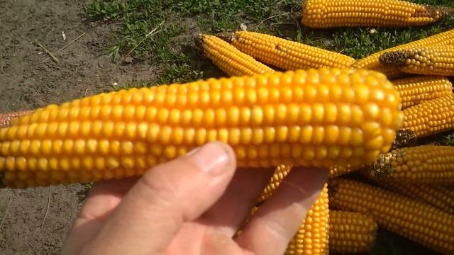 Эксперимент с посевом гибридов кукурузы смотреть онлайн