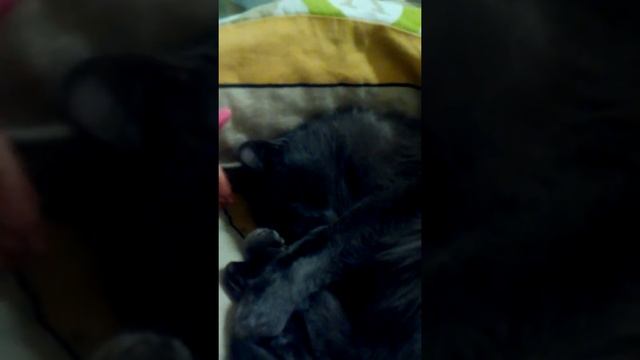 Спящая красавица!