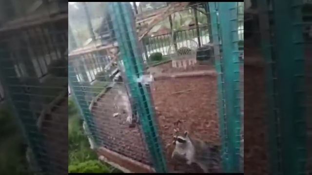 Были в зоопарке. Еноты. смотреть онлайн