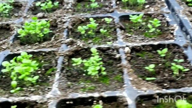 Россада лобелии за 20 дней обзор смотреть онлайн