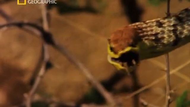 Холоднокровные