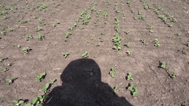 Соя. Оптимальная гербицидная фаза - два простых листа. смотреть онлайн