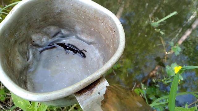 Как поймать тритона? Простая техника. Секреты ловли. Как выглядит тритон? Кто это? смотреть онлайн