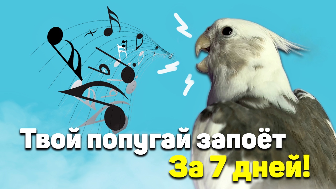 ОБУЧЕНИЕ КОРЕЛЛЫ ПЕСНИ SEPTEMBER смотреть онлайн