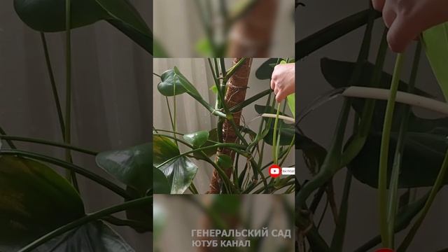 Мощная Подпитка Для Комнатных Цветов и Растений! Пышное цветение и здоровый вид! #Shorts смотреть онлайн