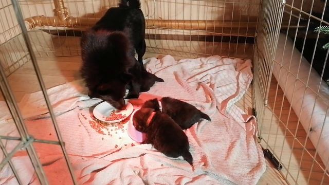 начали подкамрливать щенков в 3 недели|щенки шипперке смотреть онлайн