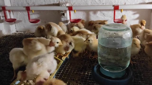 Выращивание цыплят зимой смотреть онлайн
