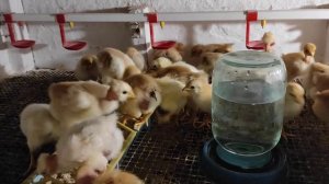 Выращивание цыплят зимой