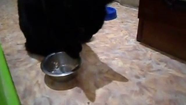 Кот ест лапой смотреть онлайн