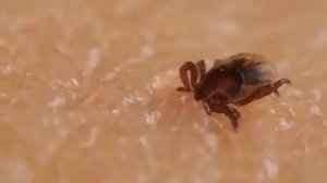 Как кусает клещ