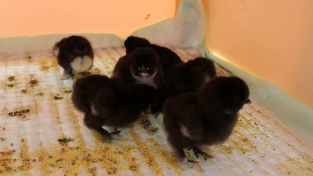 Суточные карликовые Кохинхины смотреть онлайн