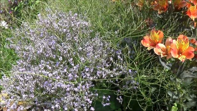 Tuto Jardinage: Limonium Latifolium Bleu (statice):Taille Et Entretien: Plante Vivace