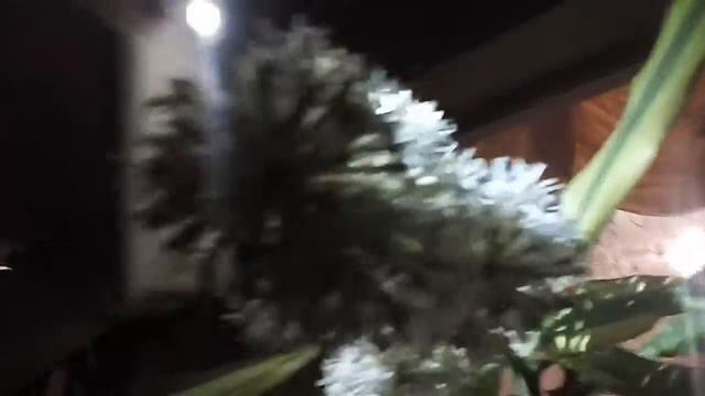Удивительная драцена смотреть онлайн