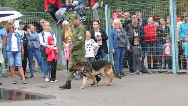 Показательное выступление кинологов (видео "Корабелов.Ифо") смотреть онлайн