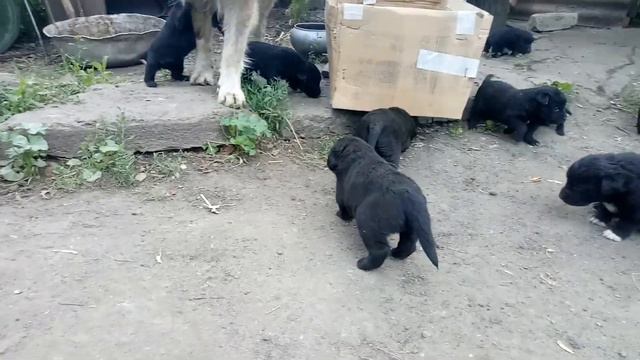 Щенки метис Лабрадор ретривер и кавказская овчарка смотреть онлайн
