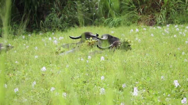 Wildlife At The Great Elephant Project | The Great Projects смотреть онлайн