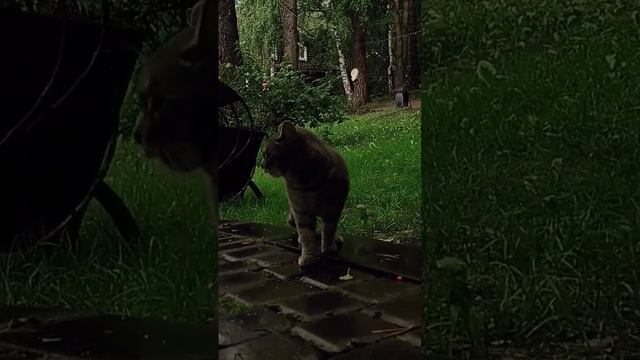 Я замерз, гладь меня. смотреть онлайн