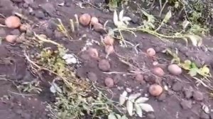 Мотоблок и самодельная картофелекопалка