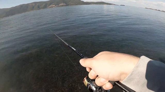 Apia Grandage 76 Lite / Ultra Light Fishing For Yellow Horse Mackerel