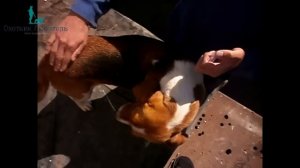 Блохи у собак!ЭФФЕКТИВНЫЙ способ борьбы