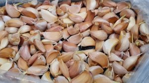 Китайский чеснок посадка подготовка урожай часть 1.