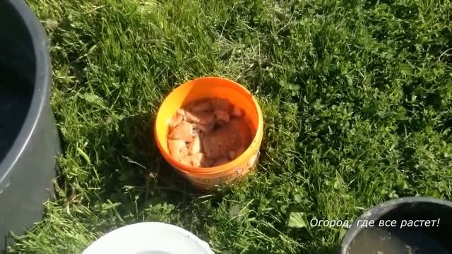 204. Особенная подкормка для клубники смотреть онлайн