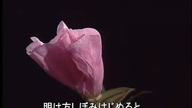 科学映像館　WILD PLANTS OF JAPAN (Oenothena tetrapter.ツキミソウ） смотреть онлайн