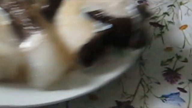 Цирк и Акробатика