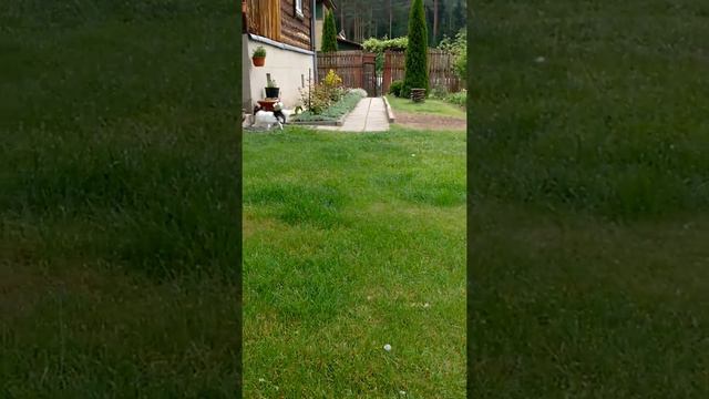 Наш Теди папильон смотреть онлайн
