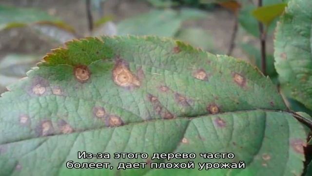 У яблони в июне желтеют листья: что делать и почему это происходит — руководство для садоводов смотреть онлайн