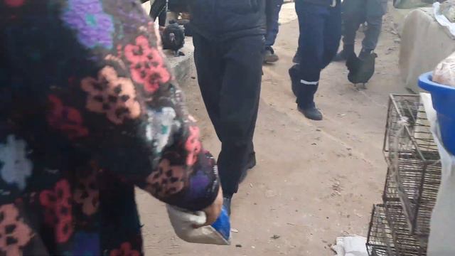 Беруний товук бозори нархлари  #Beruniy Tovuk Bozori Narhlari#