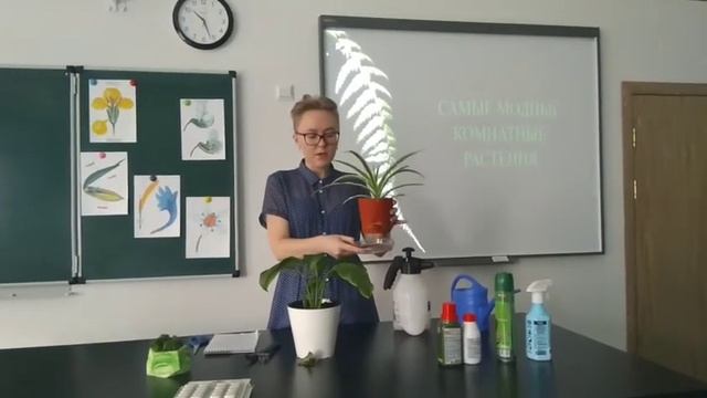 Мастер-класс по уходу за комнатными растениями. смотреть онлайн