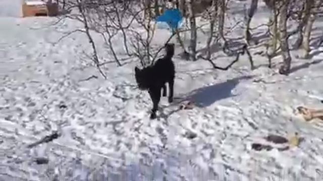 Едим в приют 🐶🐶🐶 смотреть онлайн