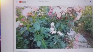 Общий план борьбы с болезнями и вредителями РОЗ. Делюсь опытом.