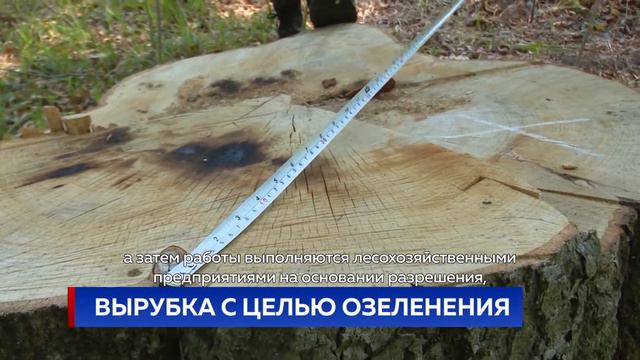 ВЫРУБКА С ЦЕЛЬЮ ОЗЕЛЕНЕНИЯ смотреть онлайн