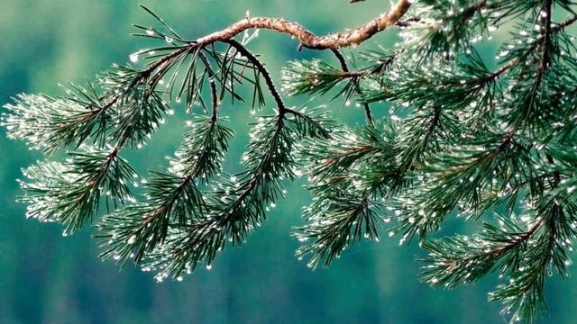 Звуки дождя, успокаивающая фортепианная музыка. Расслабляющая музыка. Часть 5.mp4 смотреть онлайн