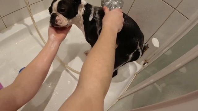 Собака принимает душ/Плановое купание Бостон-терьера Яру смотреть онлайн