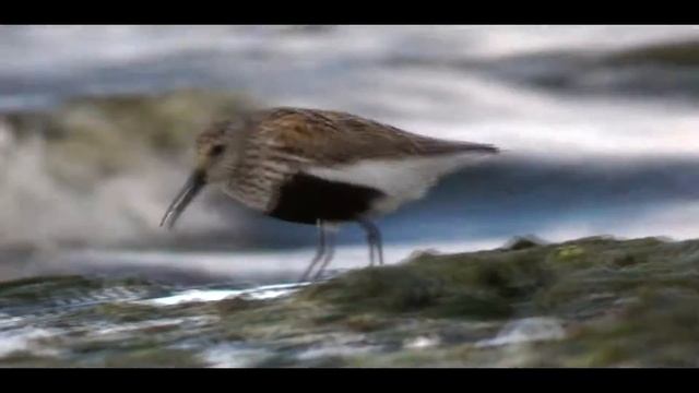 Birds & Sea (short movie) смотреть онлайн