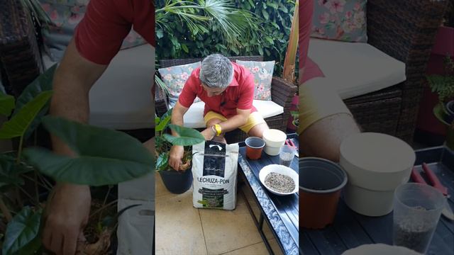 je test, l hydroculture de mon alocasia grâce au Lechuza-Pon смотреть онлайн