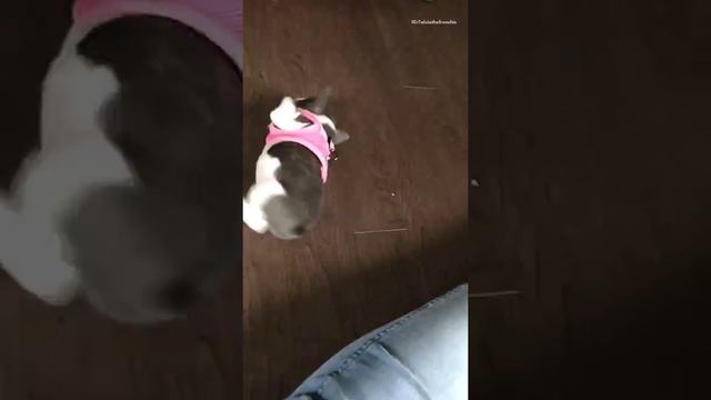Dogs of instagram french bulldog puppy pink harness falls on back смотреть онлайн