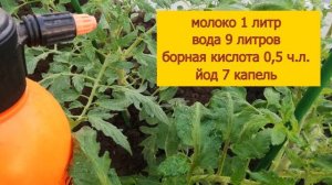 ПОДКОРМКА ДЛЯ УВЕЛИЧЕНИЯ УРОЖАЯ ТОМАТОВ! МОЛОЧНО-БОРНАЯ ПОДКОРМКА ДЛЯ ПОМИДОРОВ ВО ВРЕМЯ ЦВЕТЕНИЯ!