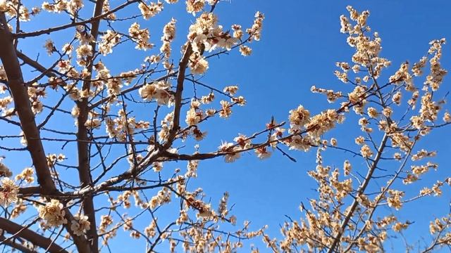 Абрикос от цветения до плодов смотреть онлайн