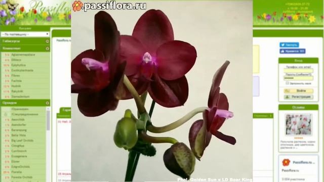 Phal. Golden Sun x LD Bear King смотреть онлайн