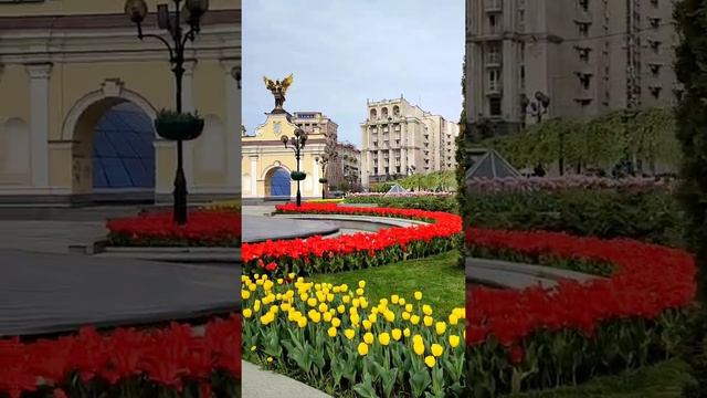 Тюльпаны на Майдане смотреть онлайн