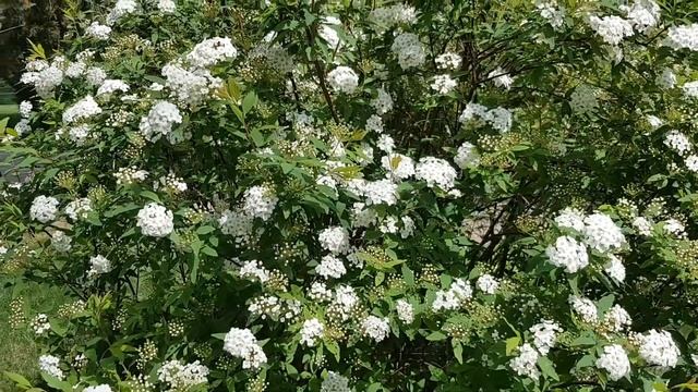 Спирея Вангутта | Жизнь в Адлере смотреть онлайн