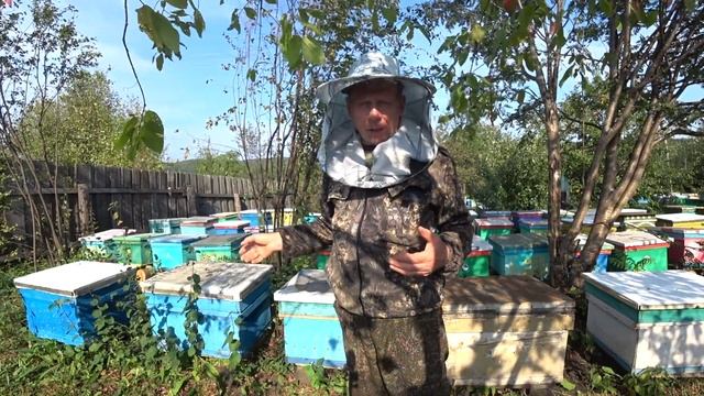 МАСШТАБНЫЙ ЭКСПЕРИМЕНТ ЗИМОВКА ПЧЁЛ. 2 Часть ПОДГОТОВКА ПЧЁЛ В ЗИМУ, ДАЮ МЕДОВЫЕ РАМКИ РОЯМ.