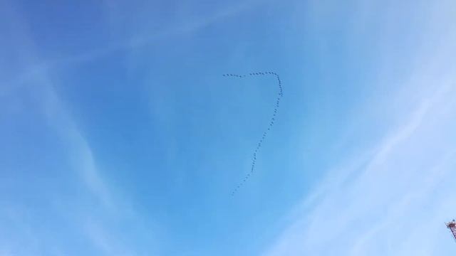 Гуси прилетели. смотреть онлайн