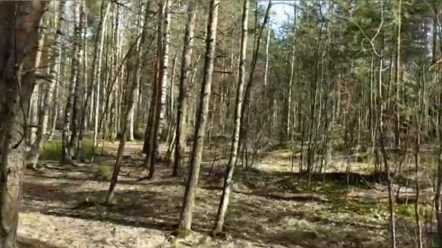 Парк Сосновка. Весна 2020. Прогулка по Сосновскому Лесопарку СПб. Настоящий релакс! смотреть онлайн